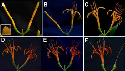 Biochemical Traits in the Flower Lifetime of a Mexican Mistletoe Parasitizing Mesquite Biomass